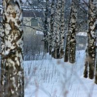 Зимний ряд :: Алексей Екимовских