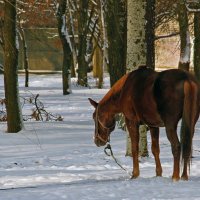 Лошадь и первый снег. :: barsuk lesnoi