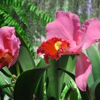 Парк орхидей в Израиле :: Валерий Подорожный