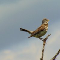 Вперёд смотрящий. :: nadyasilyuk Вознюк