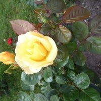 Желтая роза :: Оксана 