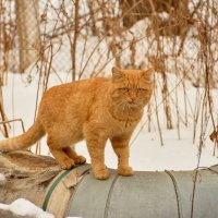 Снежные зарисовки на ретро объектив ❄ :: Владислав Левашов