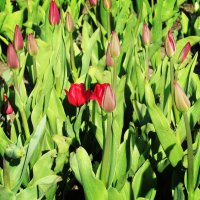 Красные тюльпаны :: Виктория Соболевская