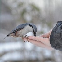 Наш друг поползень. :: Ольга Кирсанова