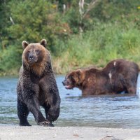 Красавец :: Геннадий Мельников