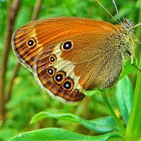 Сенница аркания (лат. Coenonympha arcania :: vodonos241 