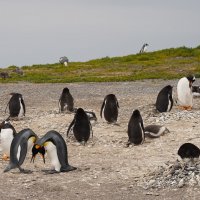 На острове пингвинов :: Владимир Жданов