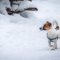 Охотник! :: Владимир Безбородов