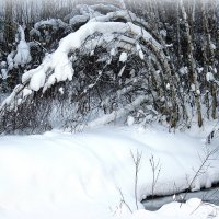 зима в подмосковье. :: Любовь 