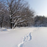 По снежной целине шагая.. :: Андрей Заломленков