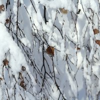 Ветки в снегу :: жанна нечаева