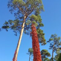 Фотопрогулка по Юрмале. :: Елена Савчук 