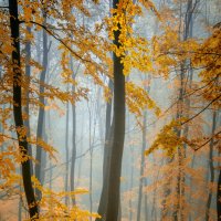 Autumn fogs :: Teodora Ivanova 