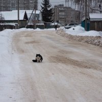 Деревенский кот. :: Ильсияр Шакирова