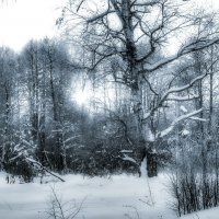 Зимний лес :: Руслан 