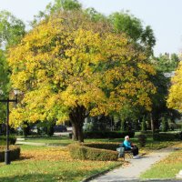 Осень в городском парке. :: Вячеслав Медведев