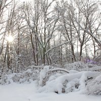 Зимнее утро :: Ольга Анянова