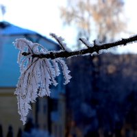 Ветка клёна :: Надежд@ Шавенкова