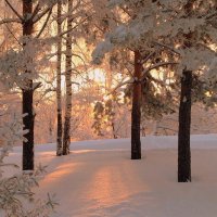 Утро в зимнем лесу. :: Мила Бовкун