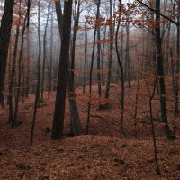 Серия "Осень в буковом лесу" :: Сергей Яворский