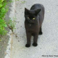 - Кто сказал, что чёрный кот - плохая примета? :: Daria Vorons