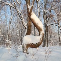 Где-то в январе.. :: Андрей Заломленков