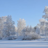 Белые березы) :: Владимир Звягин