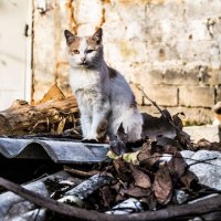 Банда котов :: Digradeer Photographer