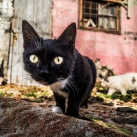 Банда котов :: Digradeer Photographer