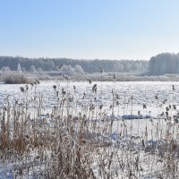 Морозный день :: Надежда Буранова 