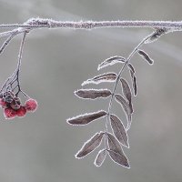 Грусть.. :: Ольга Митрофанова