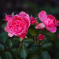 « …Розовые розы, как рассвет, Вдохновенье вечное природы!...» :: Андрей Нибылица