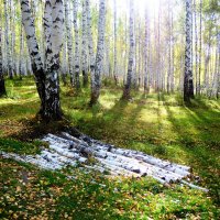 Есть в осени первоначальной короткая, но дивная пора.... :: Анна Суханова