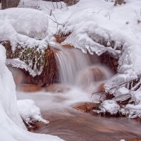 Мшенцы :: Галина Ларионова