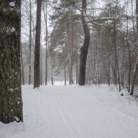 Снег :: Роман Пацкевич