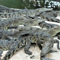 Крокодилы, пальмы, баобабы и .... :: Евгений Яхим
