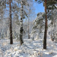 Первоснежье :: ольга 