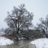 Начало зимы на Протве :: Сергей Курников