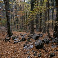 Серия "Осень в буковом лесу" :: Сергей Яворский