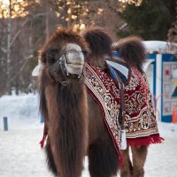 Верблюд :: Владимир Габов