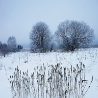 Начало зимы в долине Протвы :: Сергей Курников