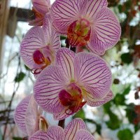 Нежная орхидея :: Натала ***