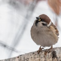 ПЕРВАЯ ЗИМА В ЖИЗНИ :: Володька Завитушкин