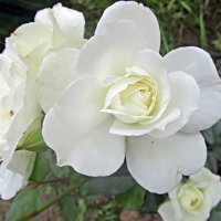 Белые розы :: Ольга Довженко