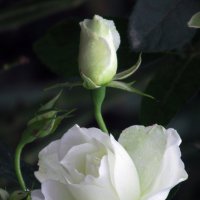 Розы... розы... :: Вячеслав Медведев
