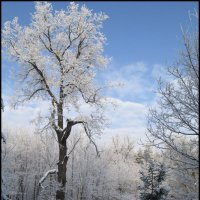 В зимнем лесу :: Алексей Патлах