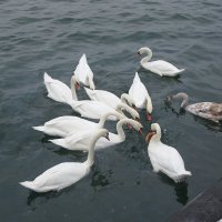 Лебеди в Балтийске :: Маргарита Батырева