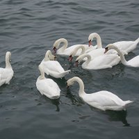 Лебеди в Балтийске :: Маргарита Батырева