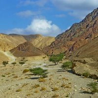 Появилась, наконец,  растительность :: Raduzka (Надежда Веркина)