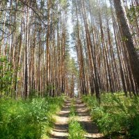 В сосновом лесу :: Надежда 